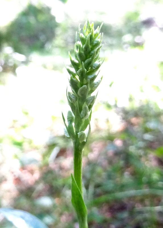 Coeloglossum viride..........Aldino (BZ)